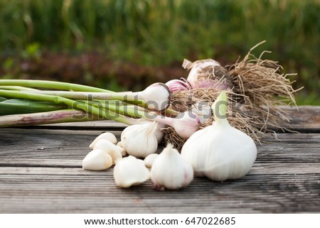 Garlic field in the landscape Harvested garlic close-up/ garlic Royalty-Free Stock Photo #647022685