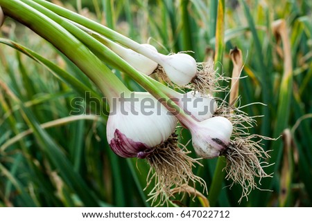 Garlic field in the landscape Harvested garlic close-up/ garlic Royalty-Free Stock Photo #647022712