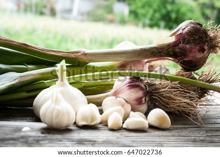 Garlic field in the landscape Harvested garlic close-up/ garlic Royalty-Free Stock Photo #647022736