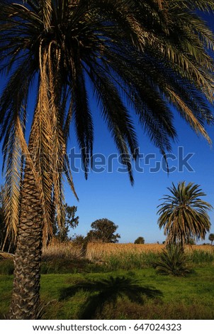 Reeds and palm trees in cyprus.