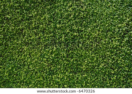 A perfectly manicured hedge of trained ficus creating a flat plane of leaves Royalty-Free Stock Photo #6470326