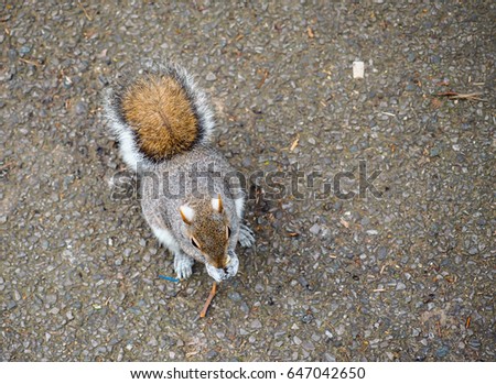 grey squirrel eating Fried potato 