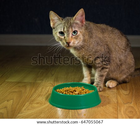 Domestic cute cat eats food