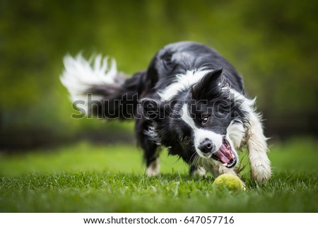 Adorable Black And White Border Collie Cathing The Ball
