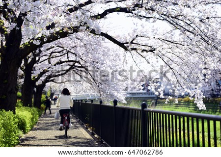 Blurred background of Japanese women ride a bicycle and Cherry Blossom at  Tokyo Japan .