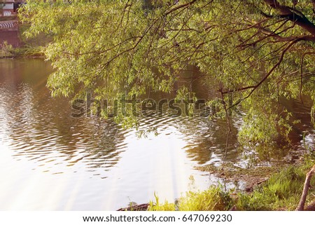 Magic pond. Composition of a pond and rays. Natural background