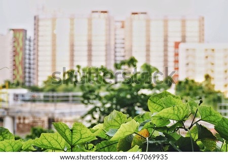 Leaf of tree and blur cityscape background. Leaf of tree in spring. Green leaf in front of blur cityscape. Leaf of nature in the city concept.