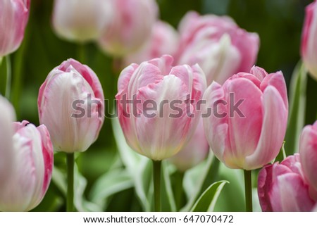 Pink Tulips.
