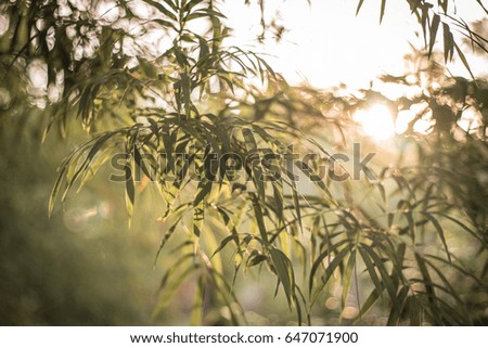 green bamboo with sunlight