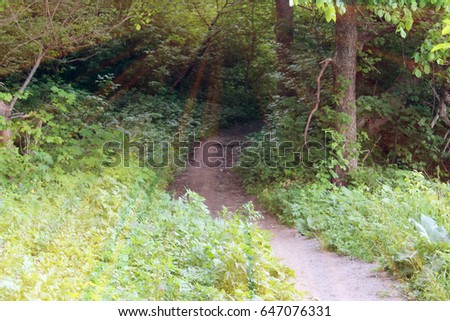Magical road in the forest. Composition with rays of light.
