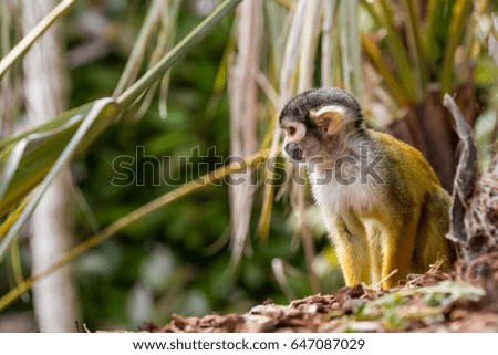 an squirrel monkey is looking around on the ground