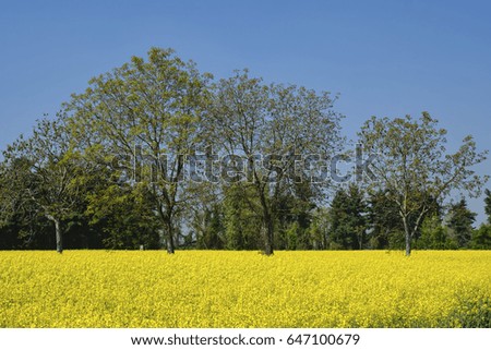 Rural landscape at spring near Groppello (Milan, Lombardy, Italy): field of yellow flowers