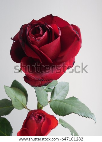 Blurred background with a fading rose flower