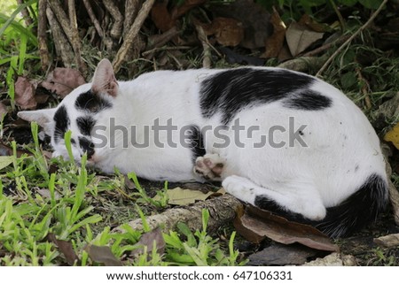 the white and black cat 's sleeping in the garden