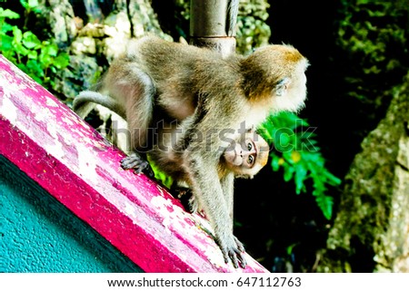Monkey mother holding baby monkey  with looking eyes on green forest / trees background