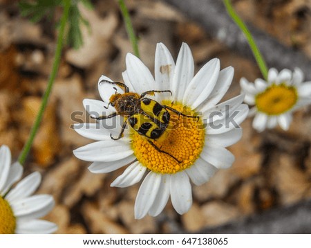 Yellow bug on daisy flower