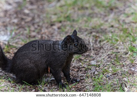 Black squirrel on the grass