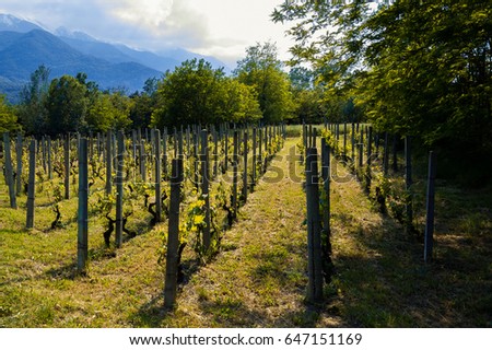 Wineyard in north italy mountains. Symmetry and perspective landscape