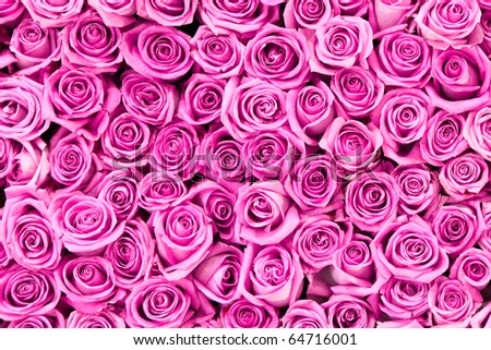 beautiful valentine pink rose flowers