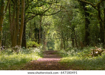 Path through British ancient woodland with dappled sunlight. Flowers line ride in springtime in Lower Woods, Gloucestershire, UK Royalty-Free Stock Photo #647180491