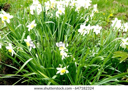 White flowers in greenery