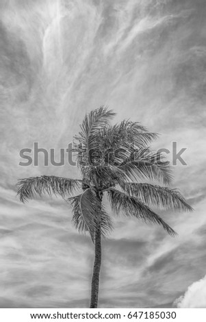 Black and White Profile of Brisk Trade Wind Buffeting a Coconut Palm Tree in Hawaii with High Cirrus Clouds Above.