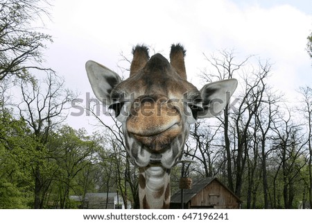 Giraffe portrait in the wild park