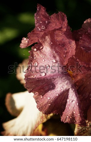 iris flower with rain drops.Close iris flower petal covered with drops of rain or dew