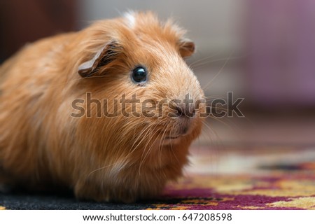 Portrait of red guinea pig. Close up.