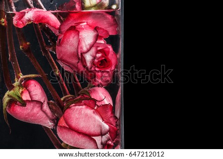 Red roses in water on black background