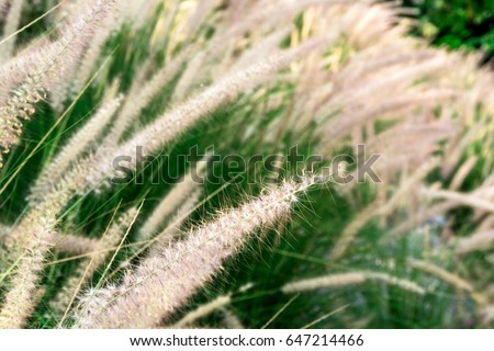 The field of the white poaceae flower