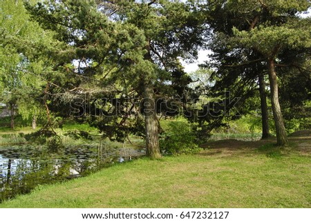 Nature pond forest park