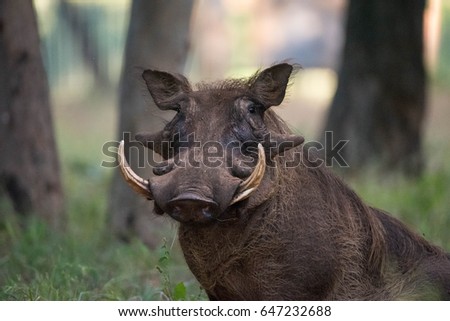 Portrait of a warthog. A warthog sits and poses for the camera