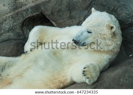 Picture of a beautiful and cute polar bear