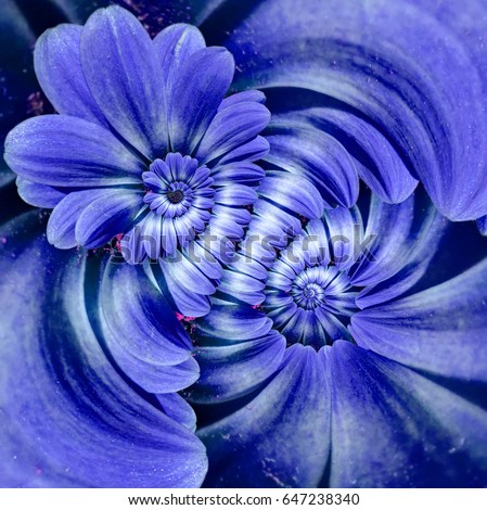 Blue navy camomile daisy flower double spiral petals abstract fractal effect pattern background. Floral spiral abstract pattern fractal. Incredible blue flowers pattern round spirally background