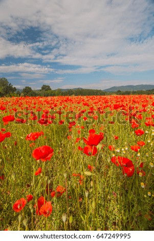 poppies
 in the italian countryside