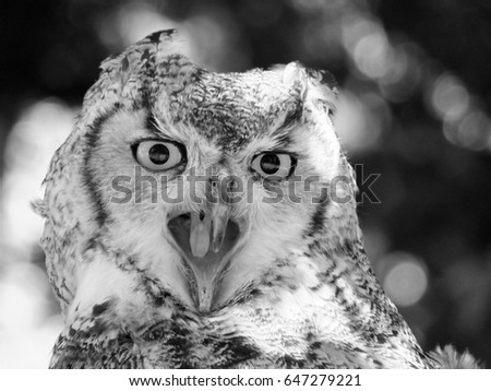 long eared owl close up with beak open