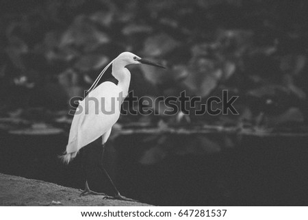 A RETRO STYLE PICTURE of a common white egret, Egretta garzetta, fishing in the shallow waters between water lilies of a Park in the city of Barcelona, Catalonia, Spain. 