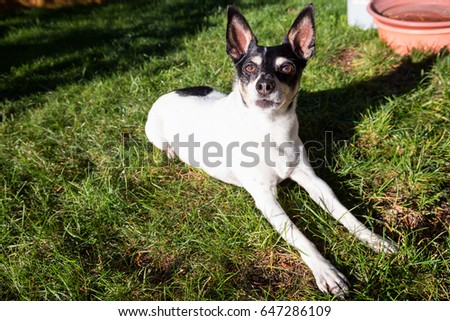 Cute picture of a small family dog, toy fox terrier, sitting on green grass during a sunny day.