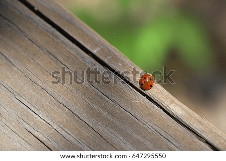 Ladybug on wood fence study #6