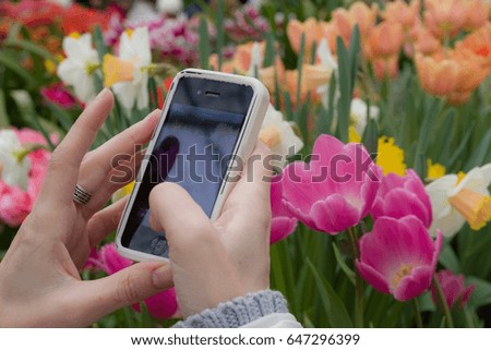 Tulip flowers. A girl takes pictures of flowers with a smartphone.