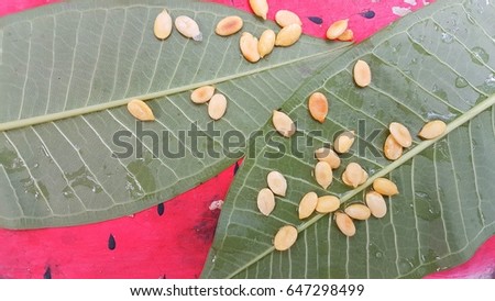 Sunflower seeds  on wet  red and green  background 