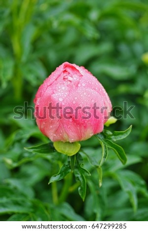 Wet fragrant pale pink peony flower after the rain