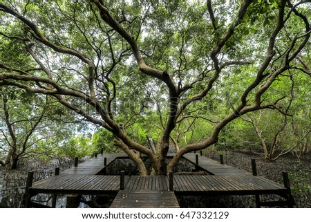 Avicennia officinalis tree with Wooden walkway in mangrove forest.