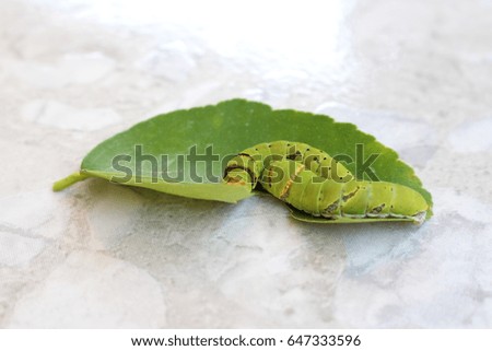 Close up green worm on the leaf
