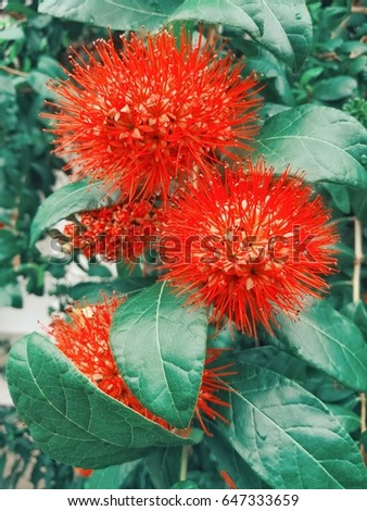Red bush willow or Thai powderpuff flower. Picture in retro style.