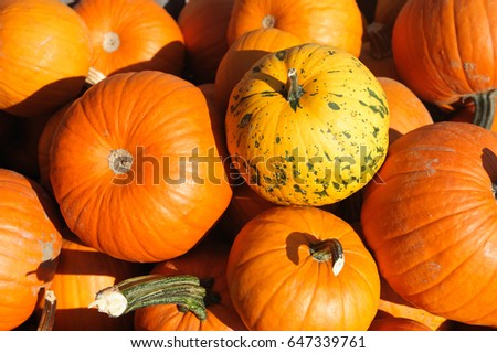 different pumpkins stacking in pile in harvest season