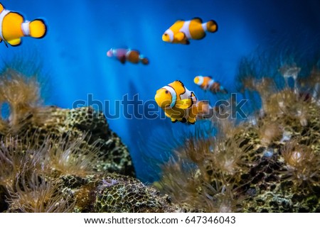 Nemo Fishes in sea aquarium