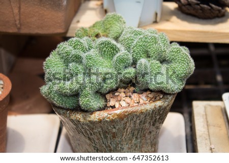 Mammillaria cactus Clay pot