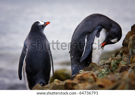 penguins standing on the rocks in the Antarctic, the water in the background